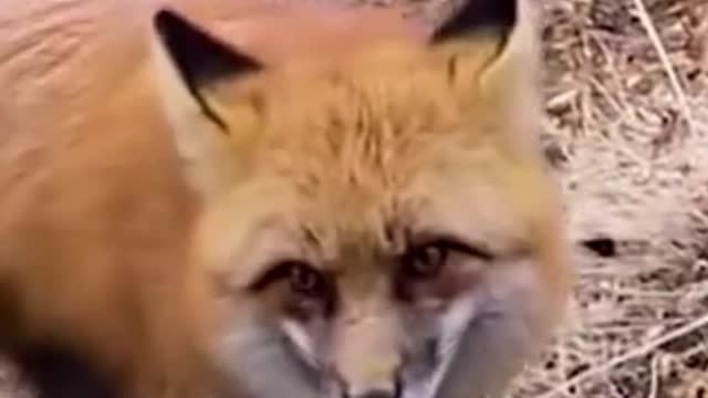 Man Playing Banjo For A Wild Fox || Foxy Love Banjo #fox