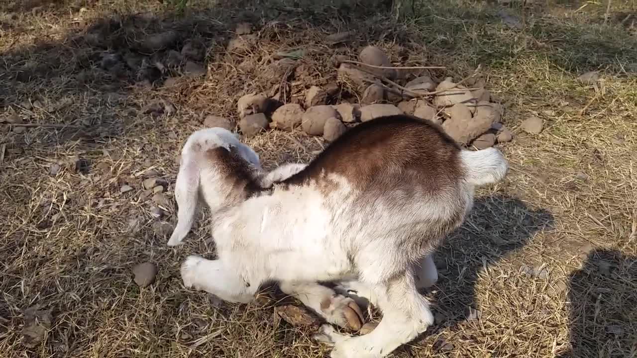 Cute Baby Goat looking for her mother