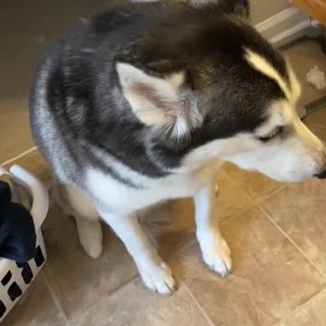 Guilty Husky Tries To Blame Other Dog! #shorts3