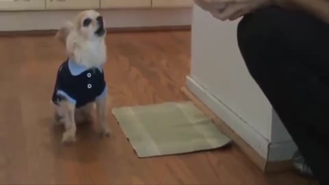 Dogs Speak Like Humans