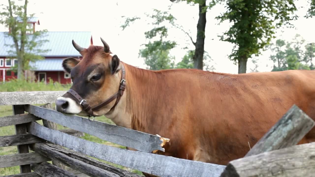 Cow next to fence dolly shot