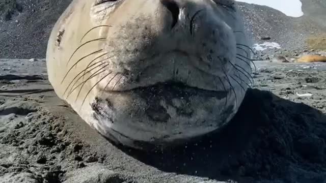 Sneezing Seal