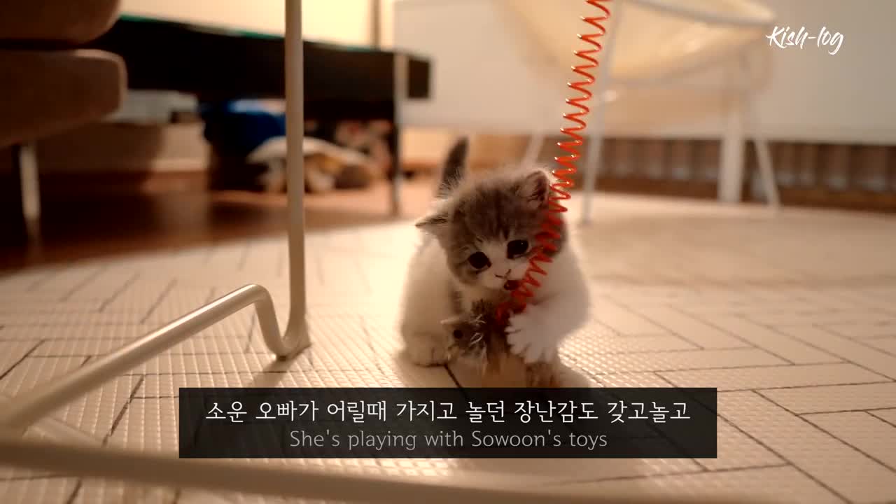 kittens and cuddly animals of the world see wow, good to see more beautiful.