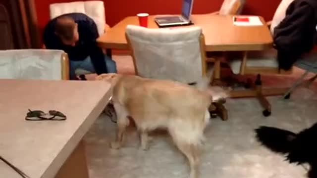 Ronan, the Golden Retriever puppy learning to fetch a beer