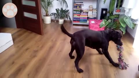 Cute Labrador thinks he is a puppy