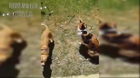 Dogs and Cats playing together.