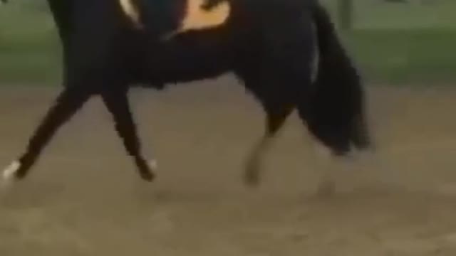 Funny Videos Horse Fall