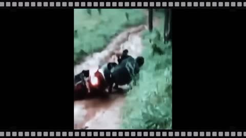 Video Tik Tok Lucu Bikin Ngakak Warga +62 part8