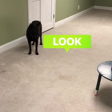 Camera-Shy Dog Sits Down on the Job