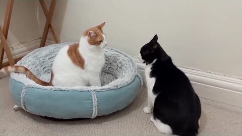 Cats Fighting