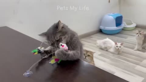 FUNNIEST CATS 🐶😜