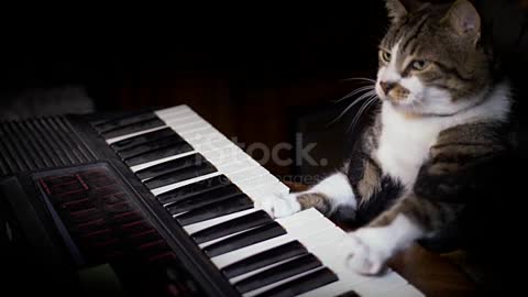 Cat Plays a Keyboard,
