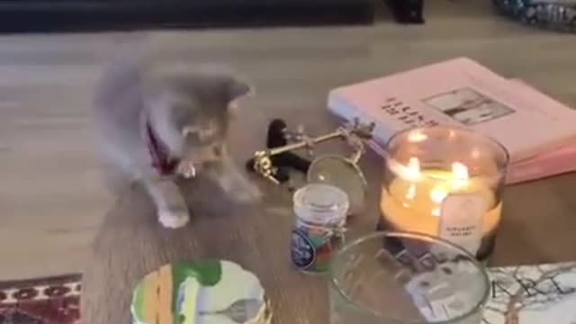 CAT VS FIRE