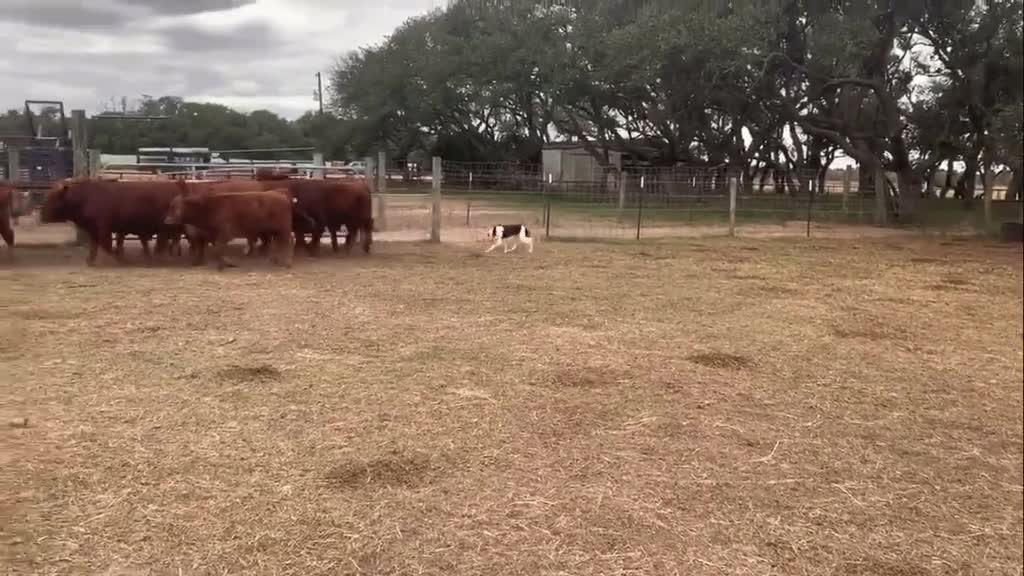 A dog plays with a cow and the cow hits him hard