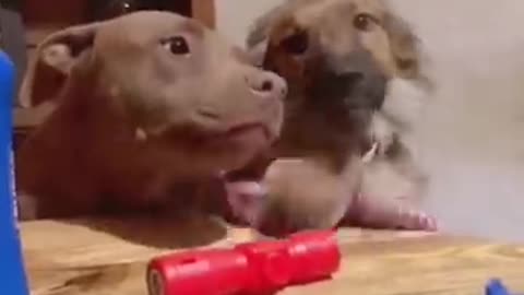 Funny animal comedy video