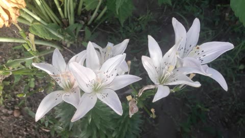 White Lily