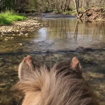 Need a little Zen in your life?