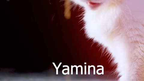 Funny Cat called yamina