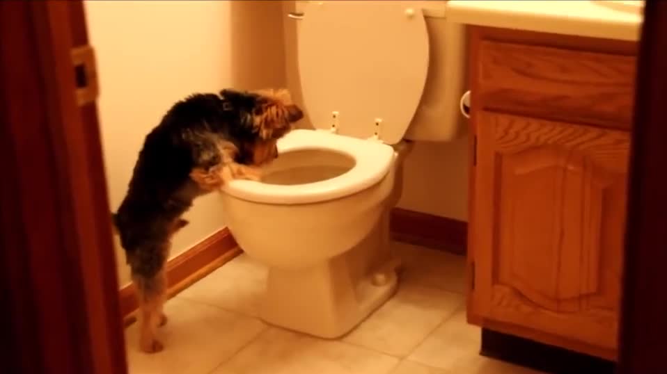 There Is Something About This Toilet This Yorkie Doesn't Trust