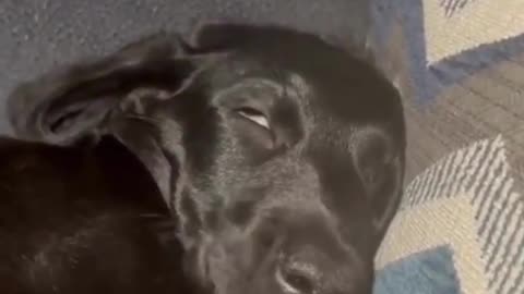 funny animal phần 24