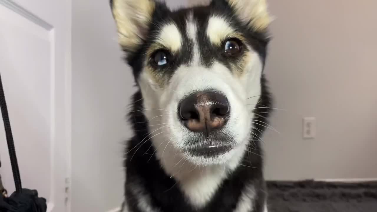 I told my HUSKY she’s getting SHAVED!