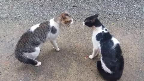 Cat fighting