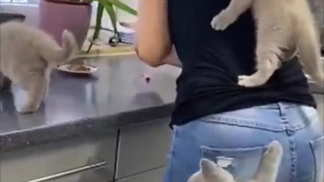 Cat playing with house owner