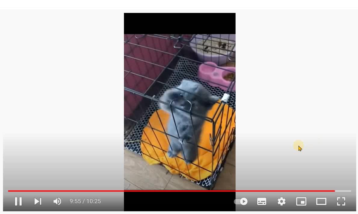 Dogs and Cats playing funny in the greatest animation.