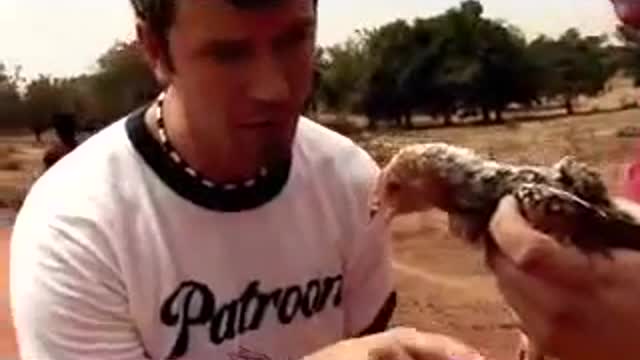 Erik w-a 'k' plays w-African Crocodiles Steve Irwin Style_Cut.mp4