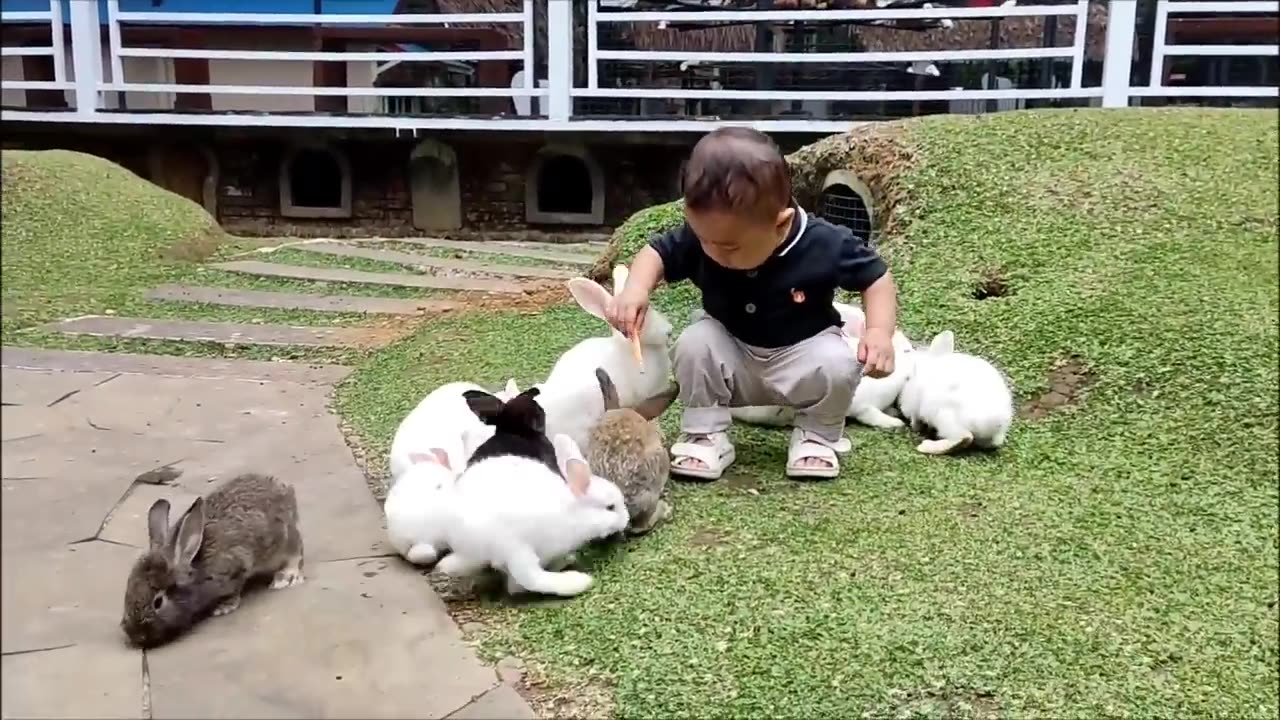 Cit Cit Cuit Burung Bernyanyi - Bermain bersama banyak hewan di Cimory Riverside