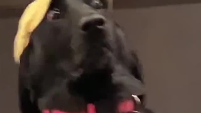 Funny Animals