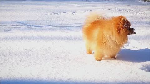 The snow