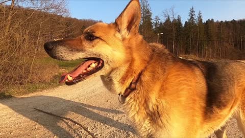 Cute German shepherd, Enjoying snow, Shepherd, Double coated