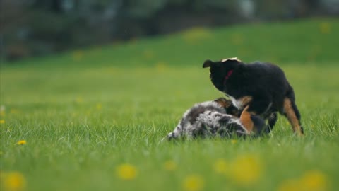 Adorable Puppies Running And Playing Together