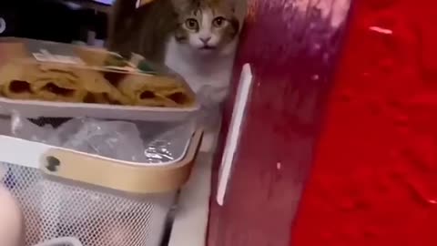 funny and cute cats