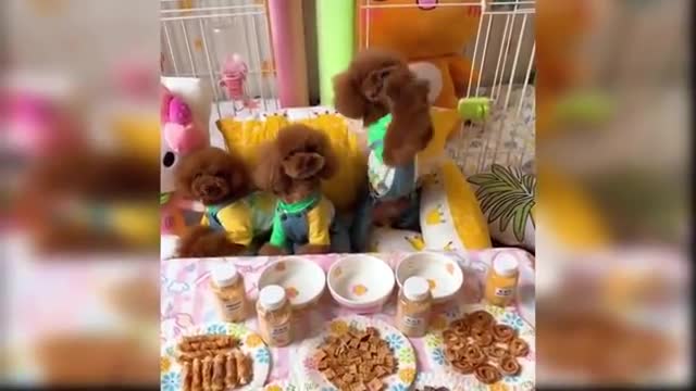 Baby Dogs - Cute and Funny Dog Videos Compilation #09093