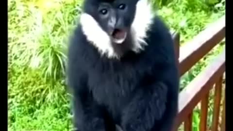 Funny and Cute Monkey Videos Compilation