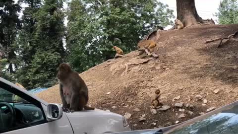 Monkeys are playing togather