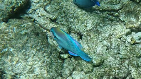 Princess Parrotfish