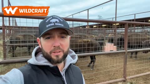 Bison Sale Behind the Scenes 2022