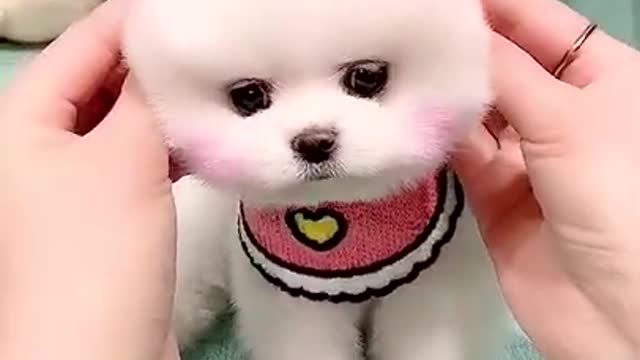 cute puppy with head bands