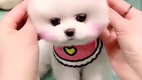 cute puppy with head bands