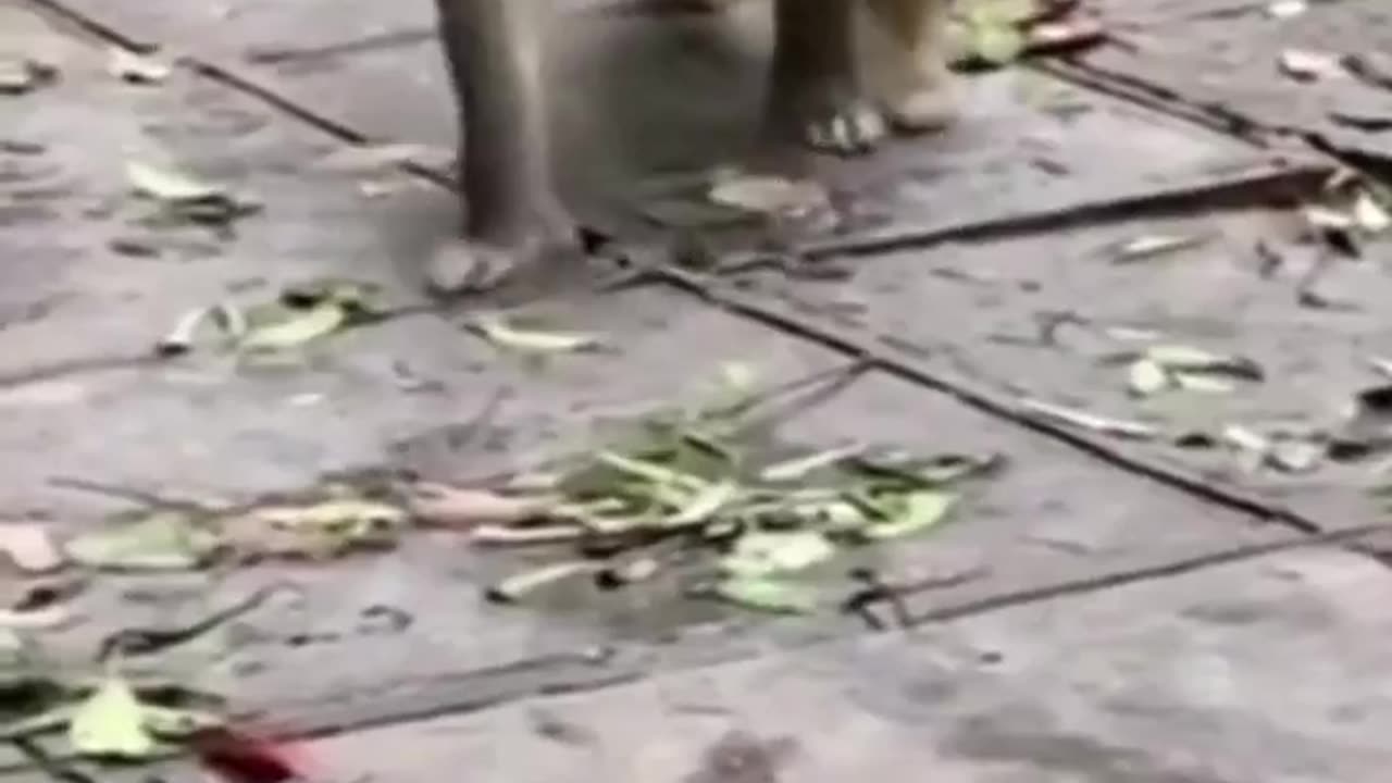 Superfast Naughty Monkey #shorts #shortvideo #video #virals #videoviral