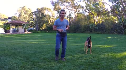 Learn How To Train Your Dog IN Fun Way As They Are Trained In Dog Training Academy
