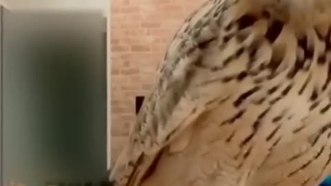 funny animal