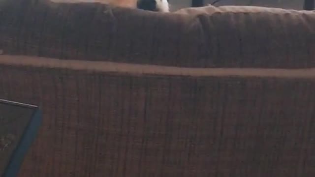 Dog stares after owner gets up from the couch.