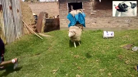 funny goat fighter