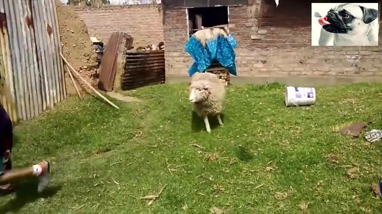 funny goat fighter