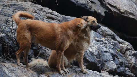 Cute dogs with mother..