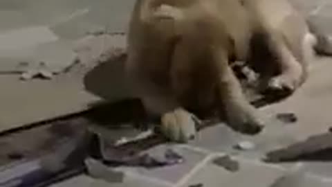 Simba, my Golden retriever destroying the cardboard box